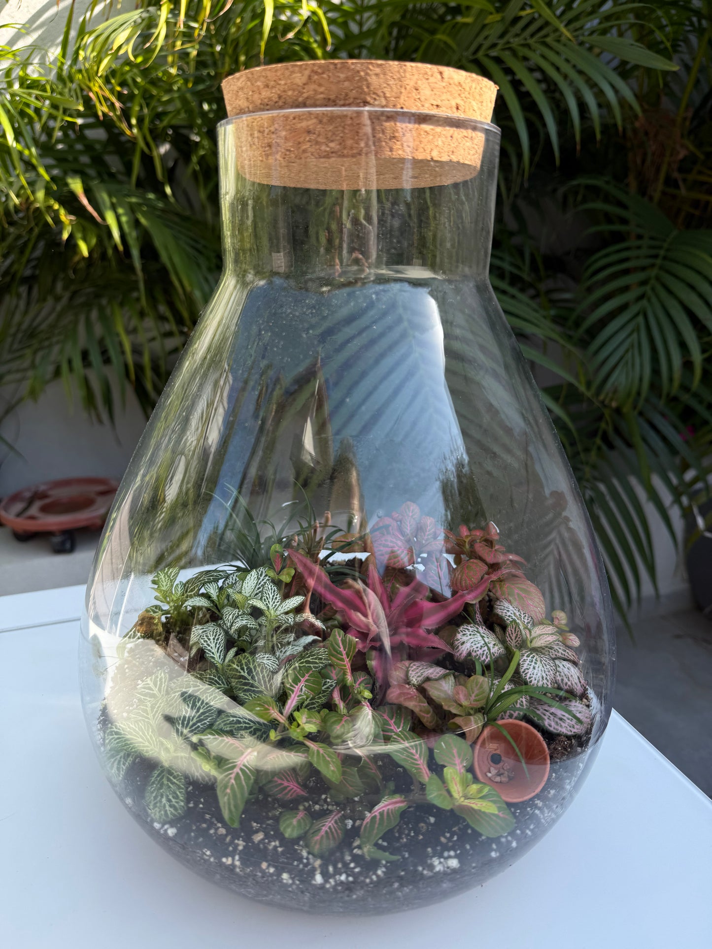 טרריום סגור אלאדין-גדול