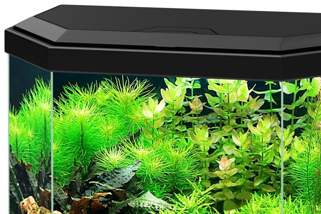 אקווריום אקווה ציאנו 30 הכל כלול 40 ס"מ - Ciano Aqua 30 All Included Freshwater Aquarium 40cm
