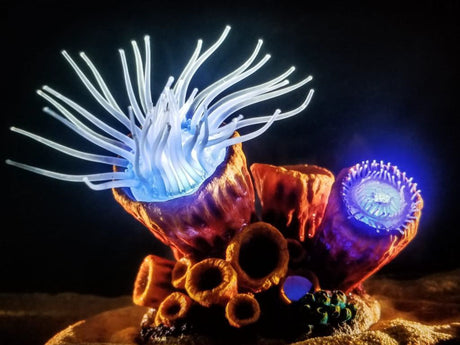 דקורציה "חיה" שושנות זזות למים מלוחים ומתוקים - Reef Dancers "live" decoration Anemones