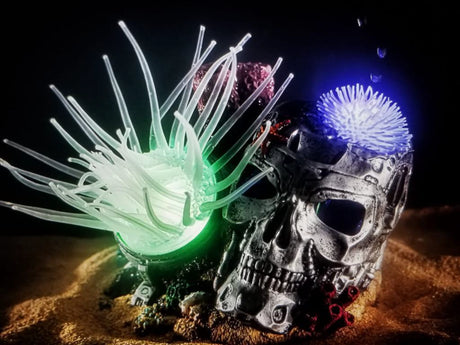 דקורציה "חיה" שושנות זזות למים מלוחים ומתוקים - Reef Dancers "live" decoration Anemones