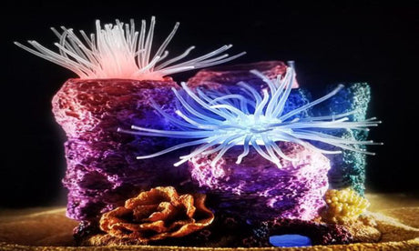 דקורציה "חיה" שושנות זזות למים מלוחים ומתוקים - Reef Dancers "live" decoration Anemones