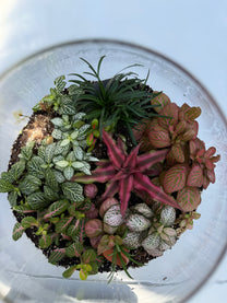 טרריום סגור אלאדין-גדול