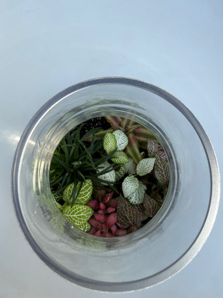 טרריום אלאדין אקווה אורה- בינוני