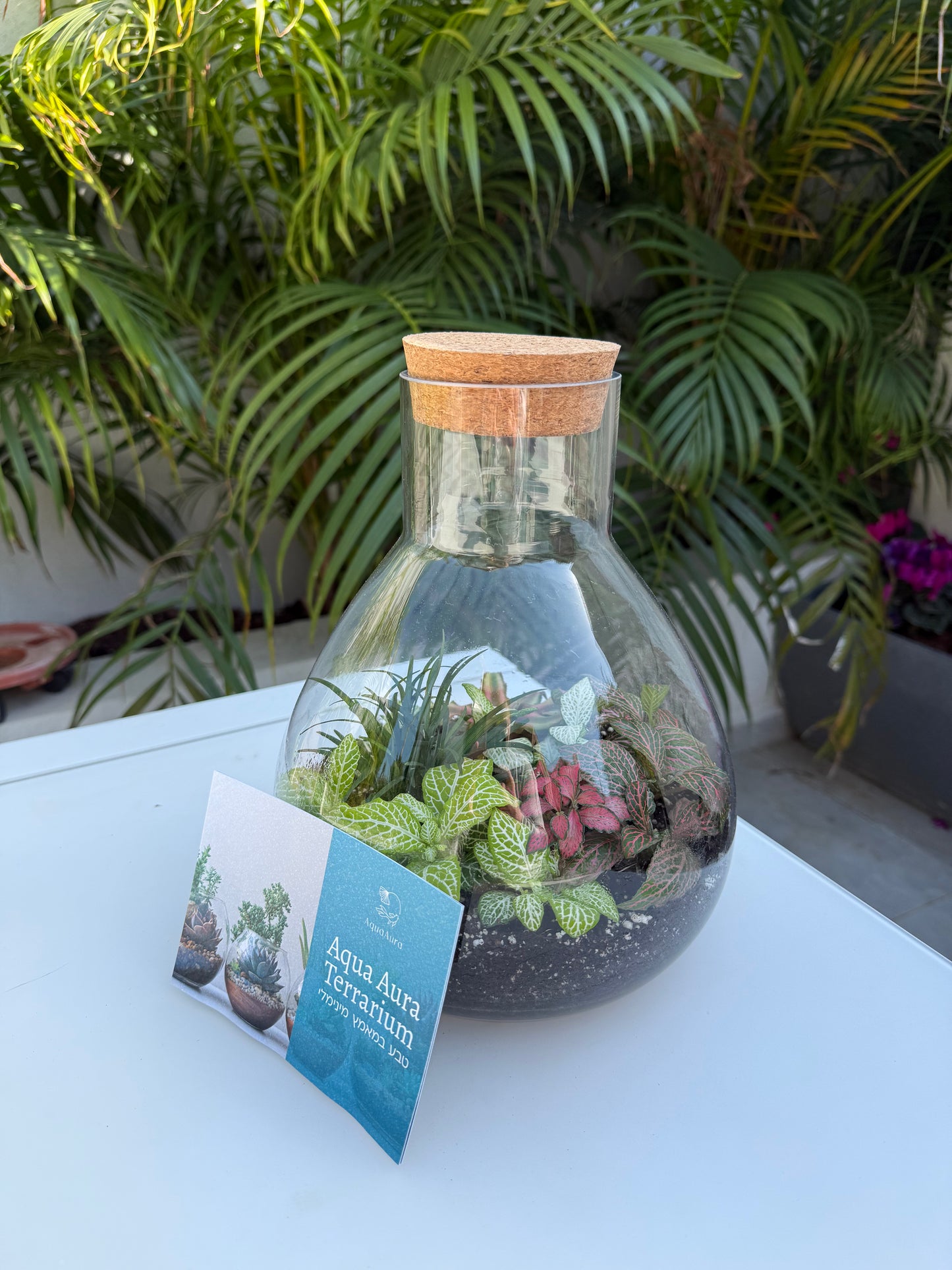 טרריום אלאדין אקווה אורה- בינוני