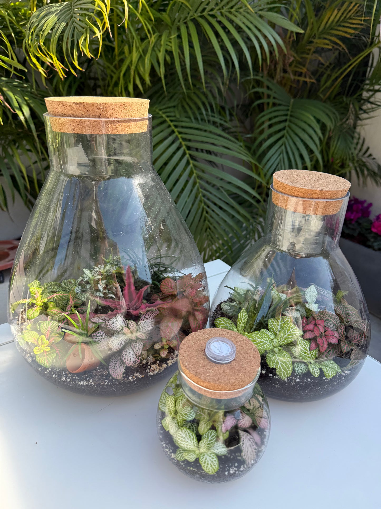 טרריום סגור אלאדין-גדול