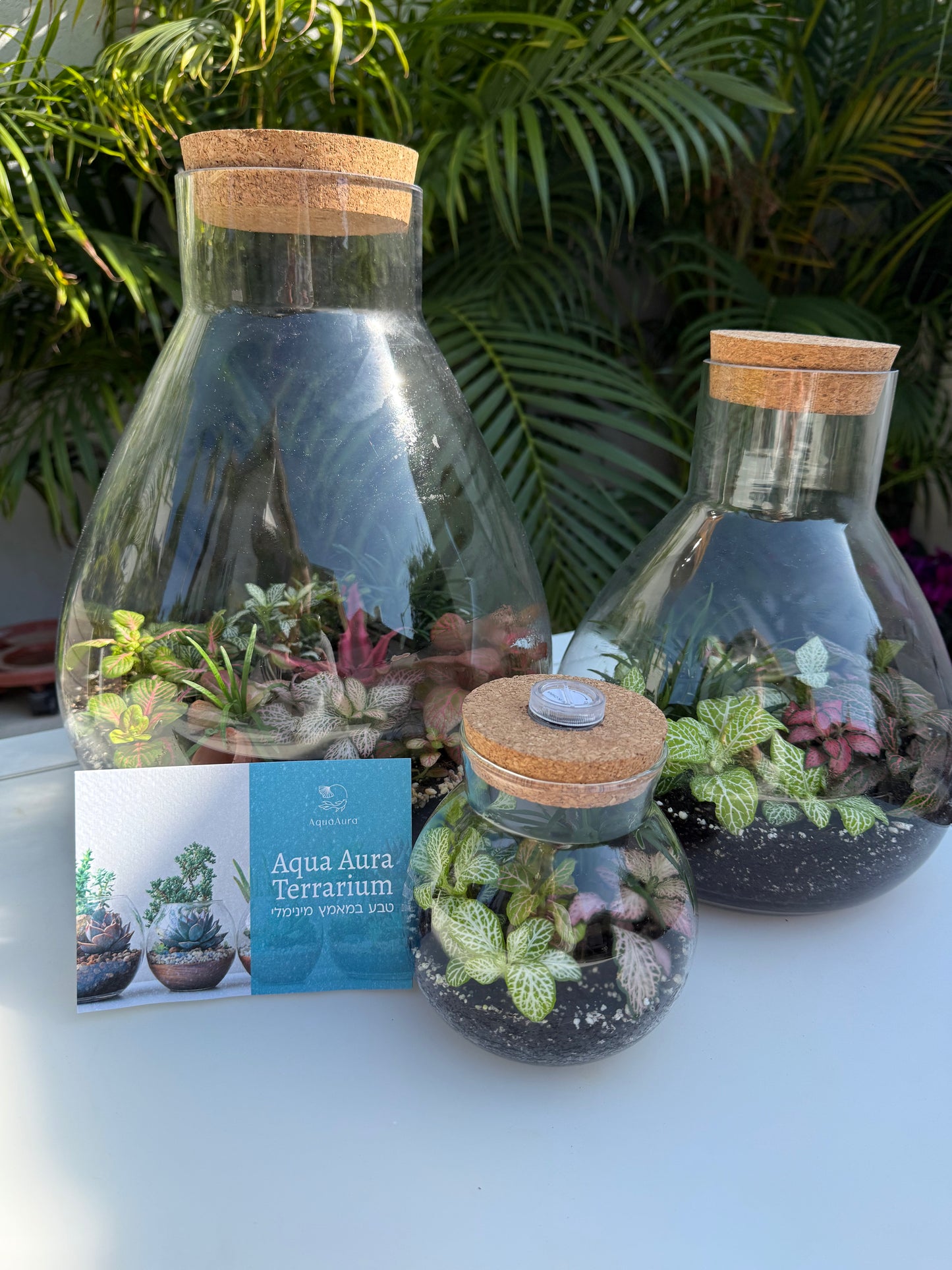 טרריום אלאדין אקווה אורה- בינוני