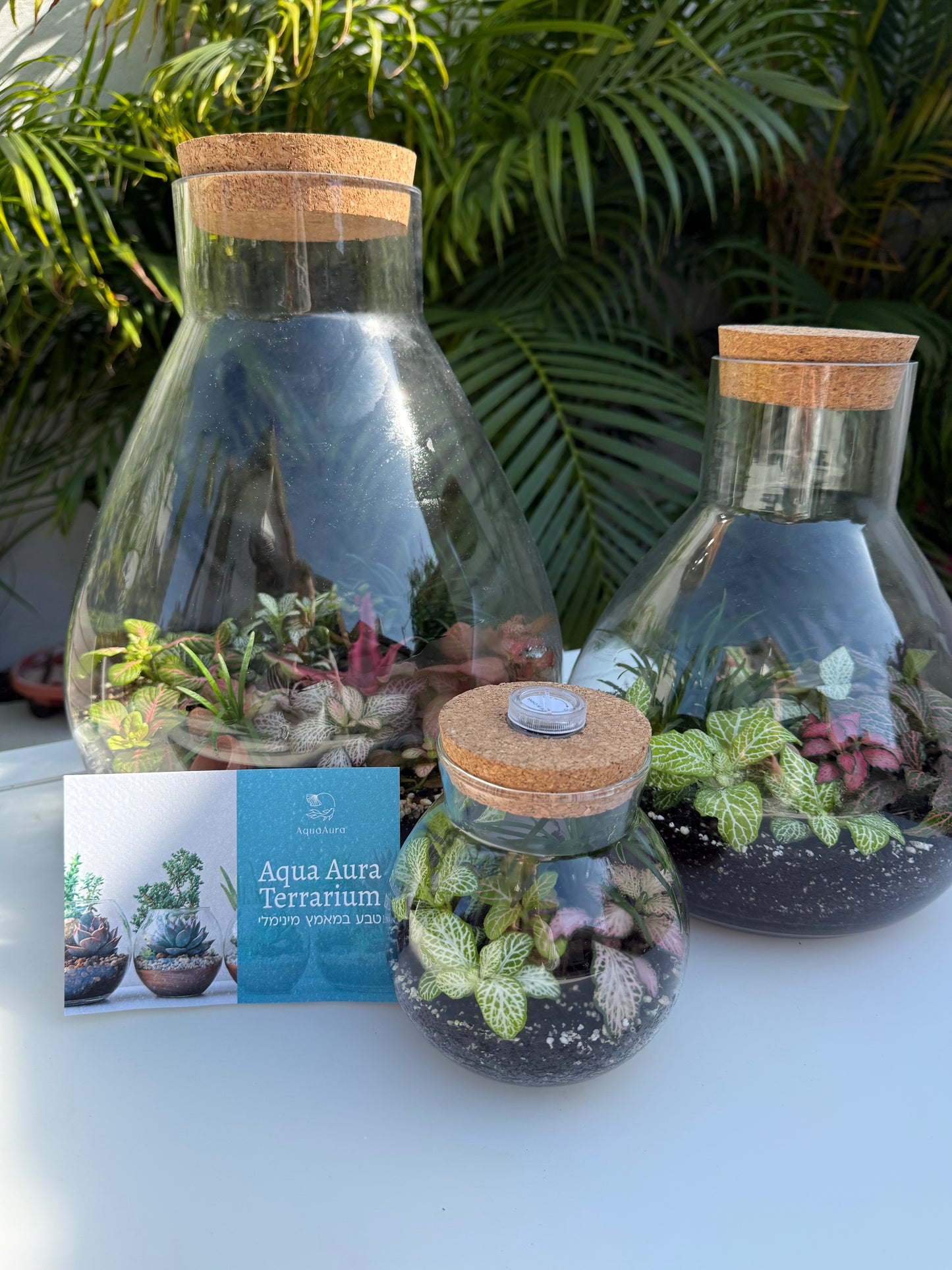 טרריום סגור אלאדין-גדול