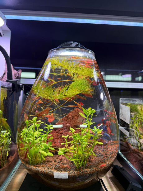 טרריום Eco Ping CHIHIROS