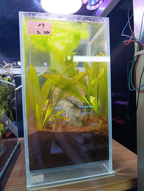 טרריום Eco Bottle Kit מבית Chihiros