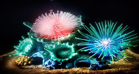 דקורציה "חיה" שושנות זזות למים מלוחים ומתוקים - Reef Dancers "live" decoration Anemones